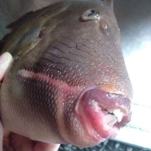 Meet your Posher, Maurice